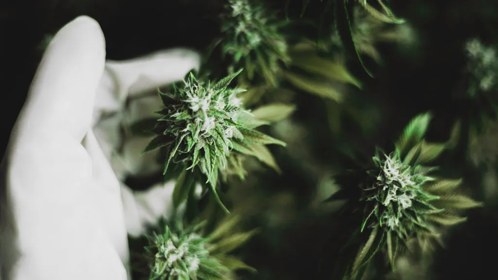 Understanding CBD Flower: Can I Get High from Smoking It?