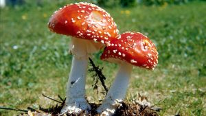 Top Benefits of Eating Mushroom Gummies